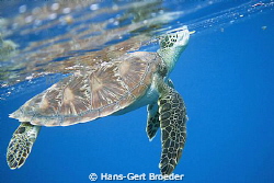 Green Turtle,
 from www.bunakenhans.com
Bunaken, Sulawe... by Hans-Gert Broeder 